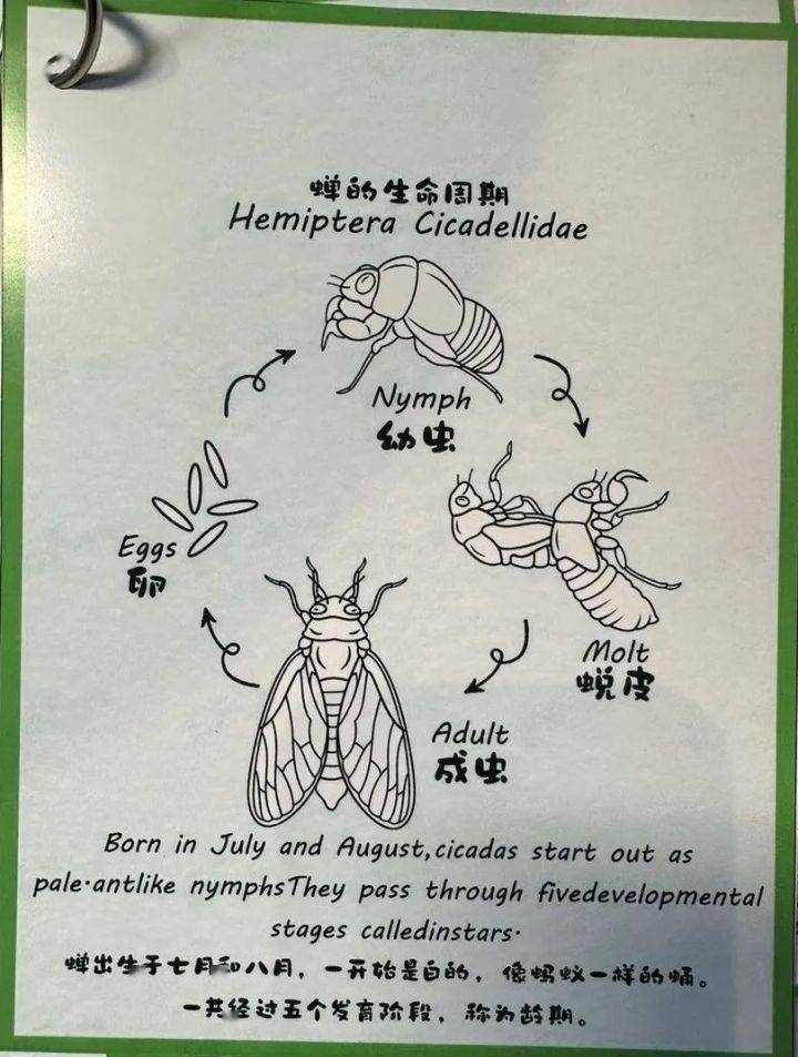 蝉的生长过程流程图图片