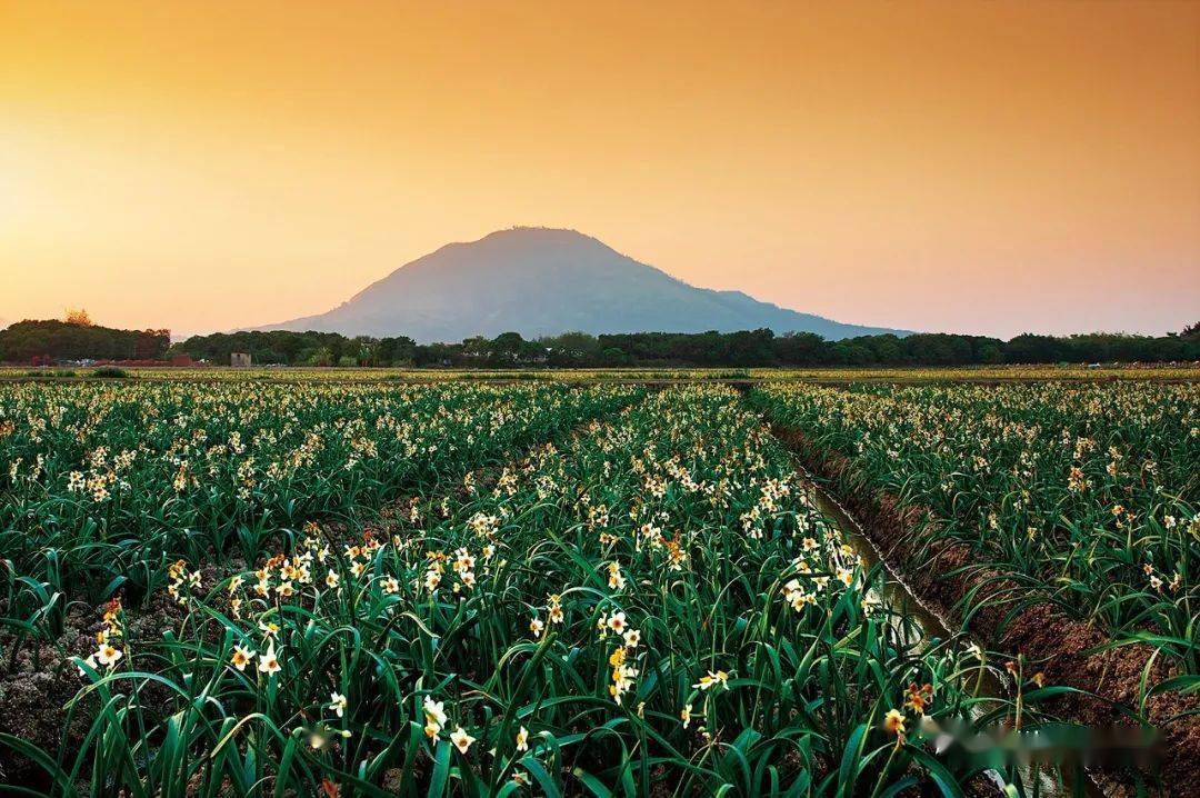 水仙花海公园,"圆山十八面,面面出王侯.一面不封侯,出了水仙头.