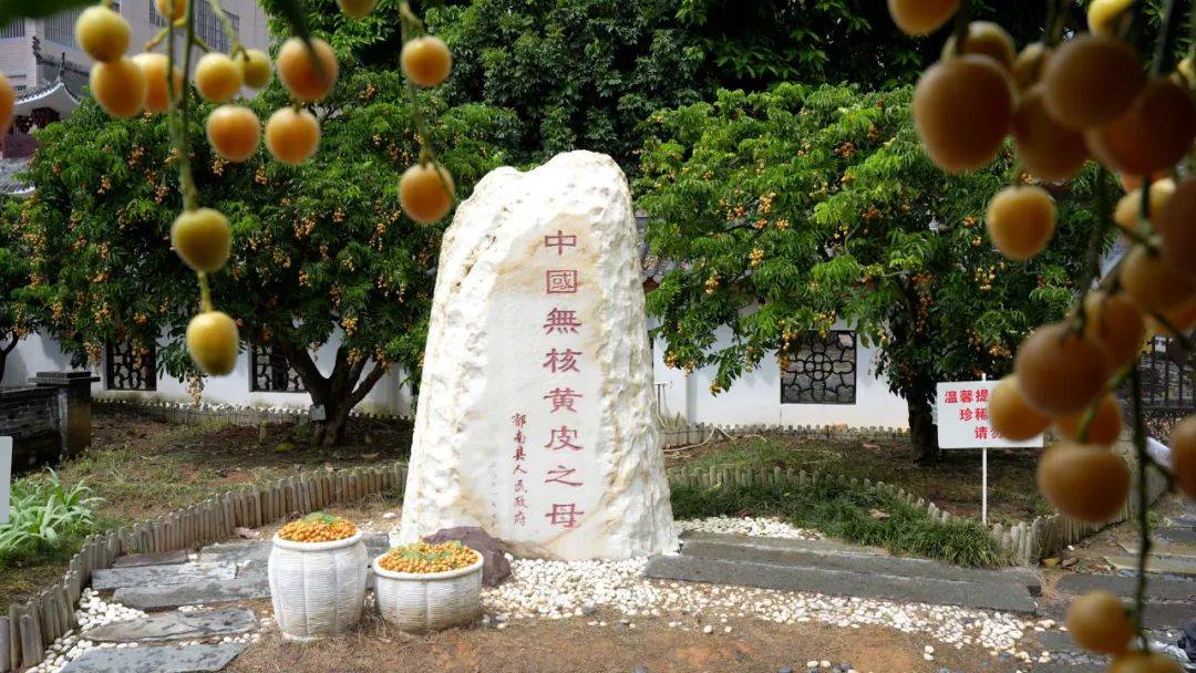 聚焦郁南高质量发展丨广东省农科院果树研究所:科技助推郁南无核黄皮产业高质量发展_推广_农业