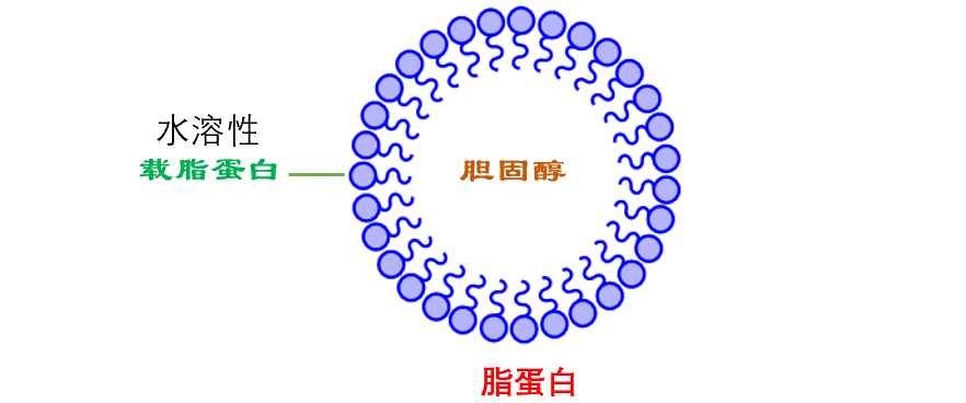 二,脂蛋白種類和作用1,低密度脂蛋白(ldl)ldl主要負責將膽固醇運送到