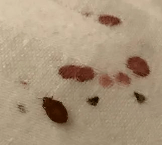 图片来自消费者报告,版权属原作者注意床单床垫上的黑点,因为臭虫通常