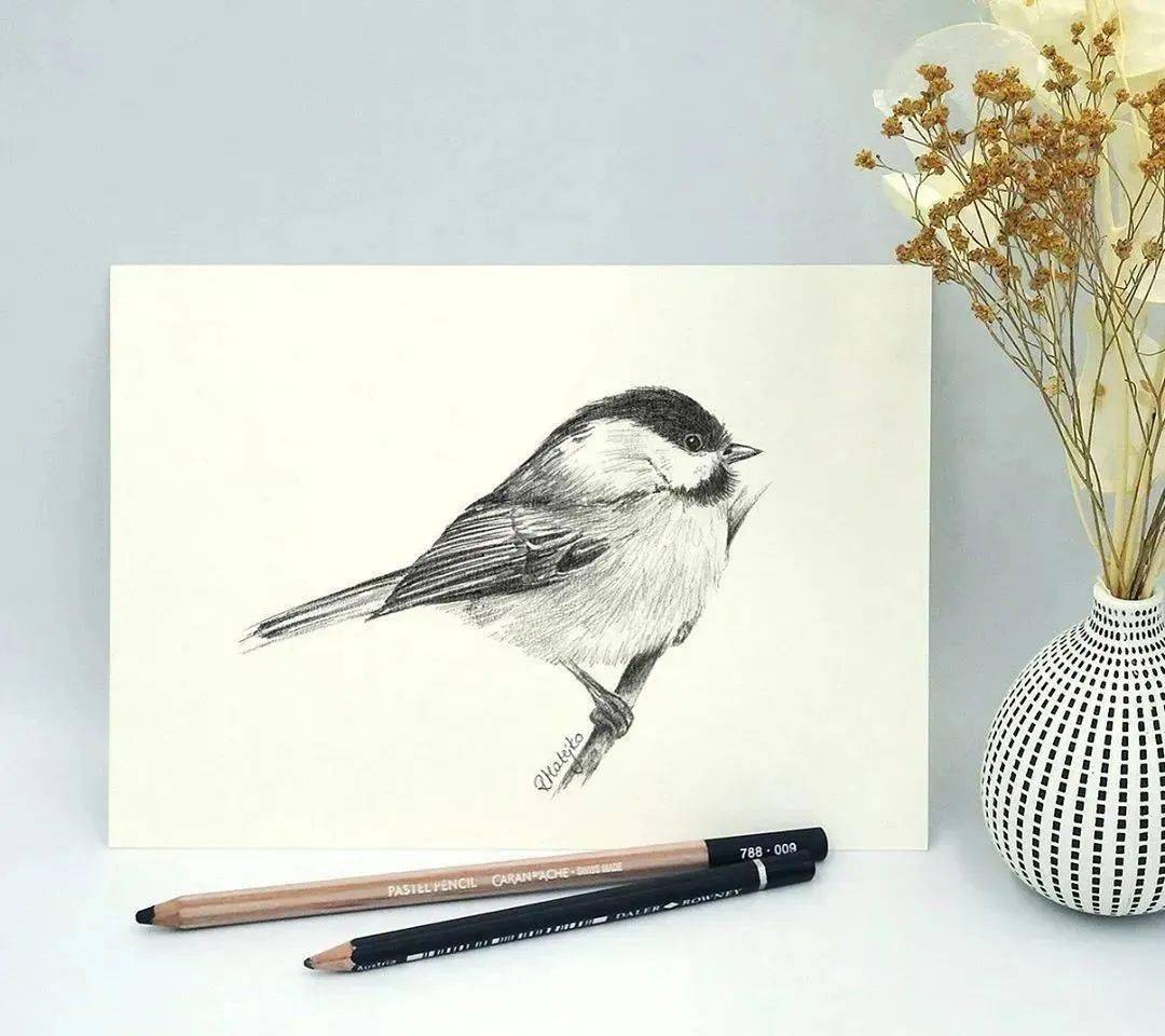 他的动植物素描,细腻又精致