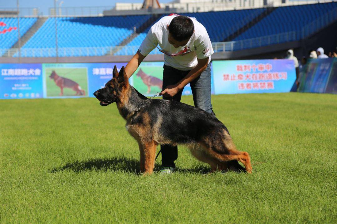 乌兰察布市体育场举行2023年csv德国牧羊犬内蒙古地方展_比赛_参赛
