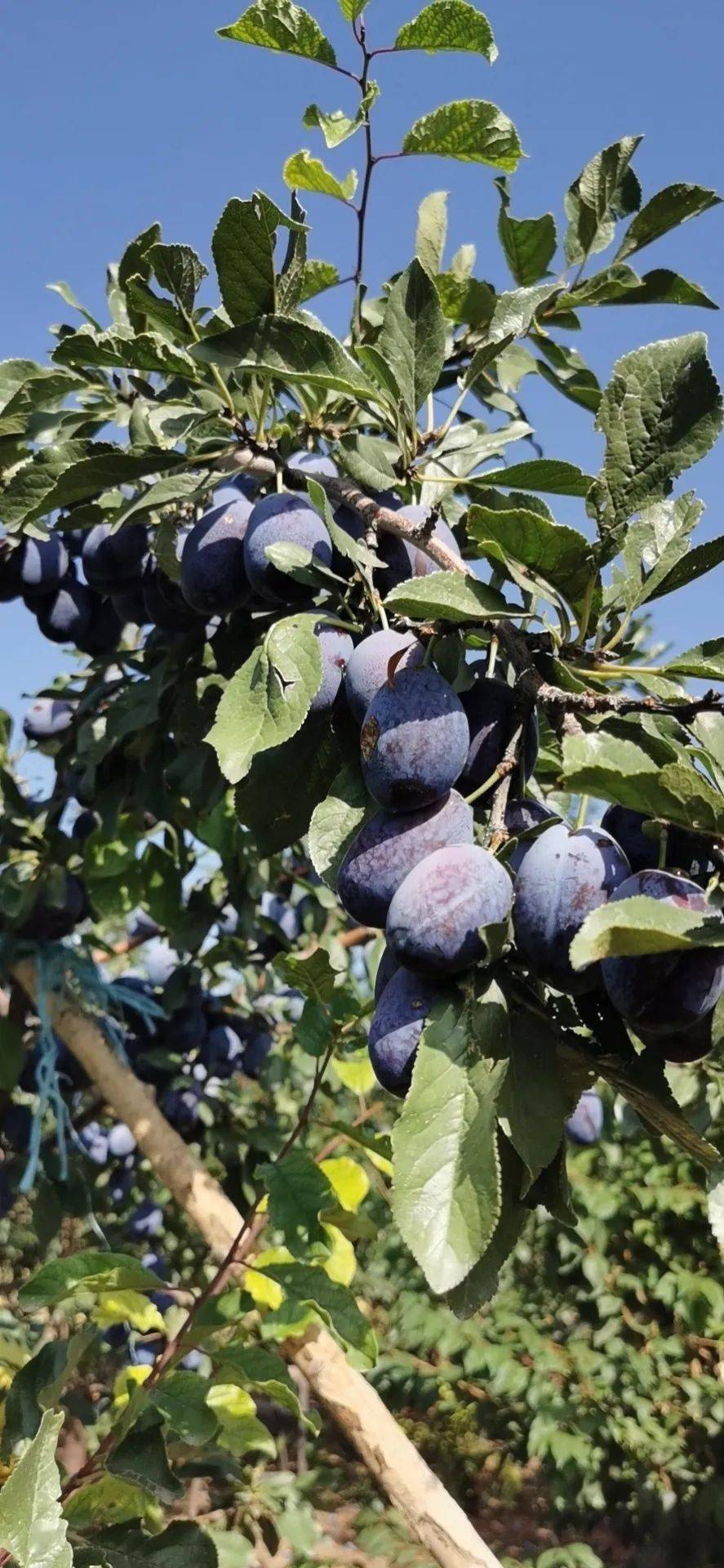 现摘现发【山西·女神西梅】3斤29.9元!甜过车厘子,被称为肠道清道夫!