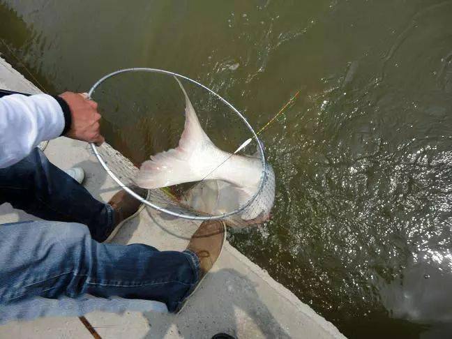 钓获一条硕大的花鲢鱼,身体浑圆,鱼尾好似扇面_鱼竿_水面_气泡