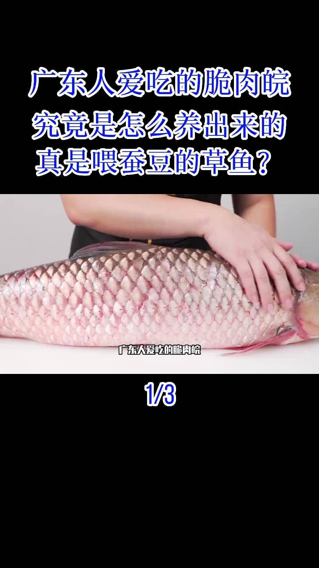 脆肉皖 脆皖鱼 广东 科普