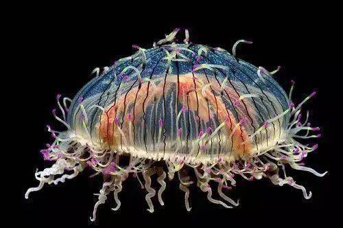 6-14岁必读的海洋知识|来看花帽水母如何营造美丽陷阱吧_触手_生活