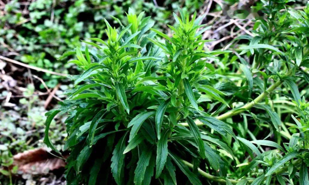 防范外来物种入侵丨野蛮生长的苏门白酒草_防治_危害_草本植物