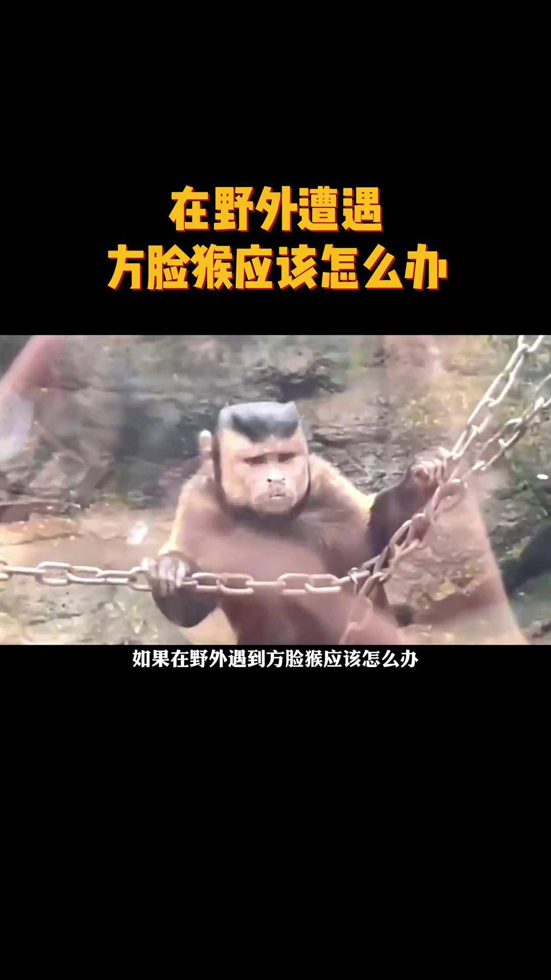 猴脸识别技术，猴脸识别技术是什么