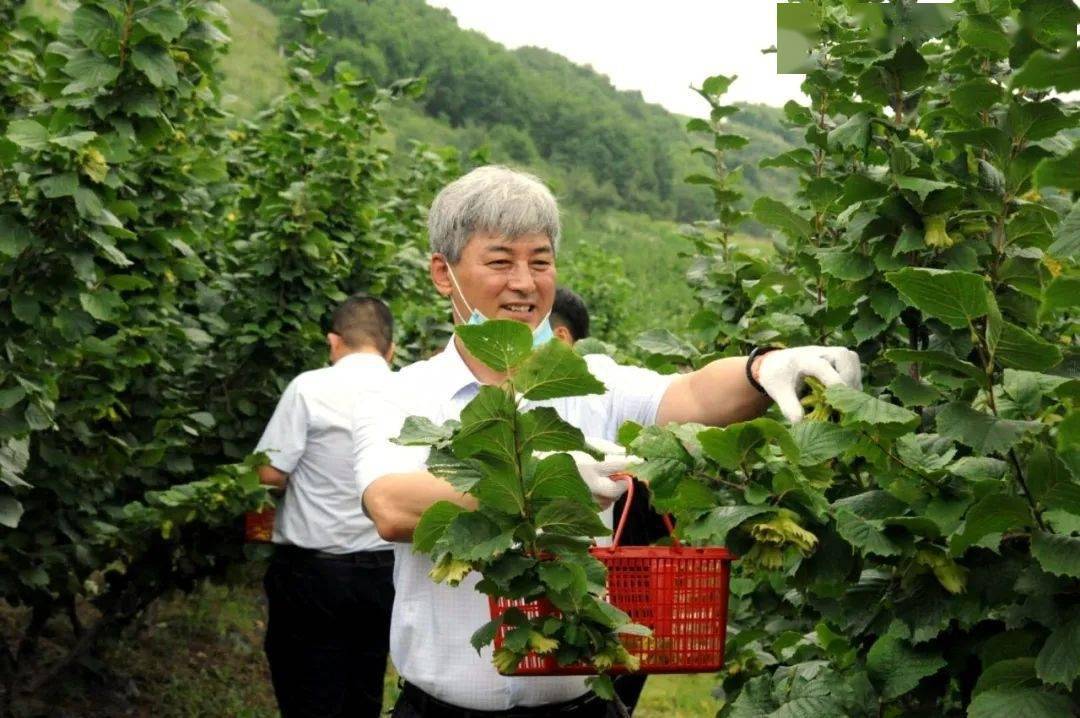 延吉市朝阳川镇榛子采摘节将于8月26日开幕_活动_游客_的发展