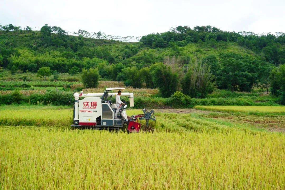 【媒体看八步】中央,自治区主流媒体关注八步这些事_贺州市_八步区_农