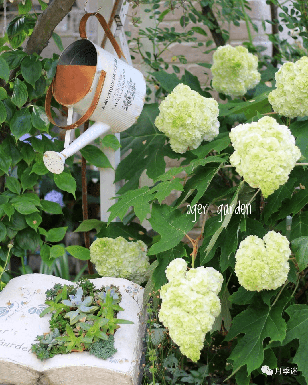 最美绣球排行-栎叶绣球"和声",花球硕大,颜值超高,夏观花秋赏叶_月季