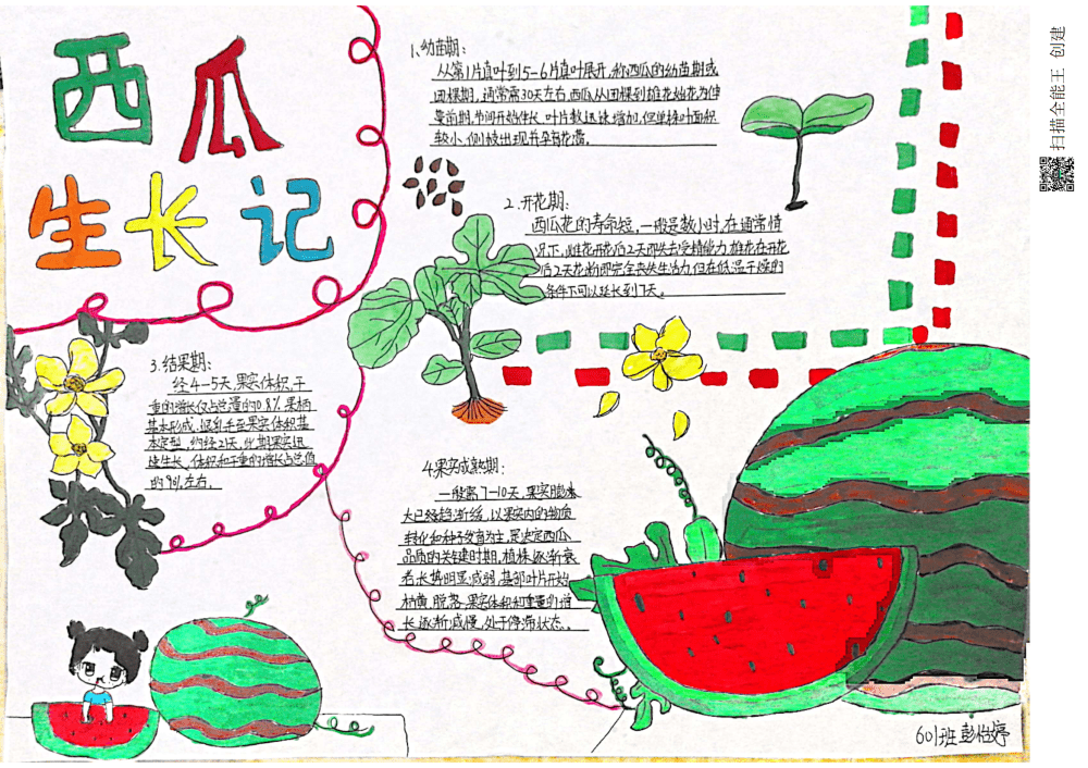 作者姓名 中心小学 彭怡婷作品名称 《西瓜生长记》指导老师 杨娟梅