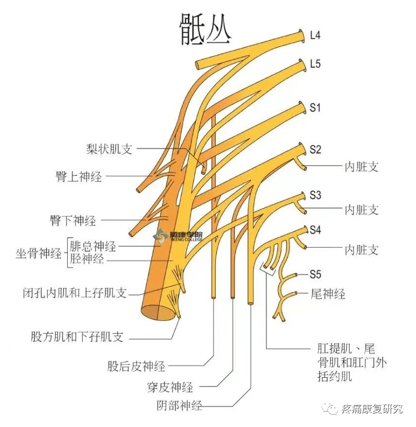 骨盆神经解剖结构图图片