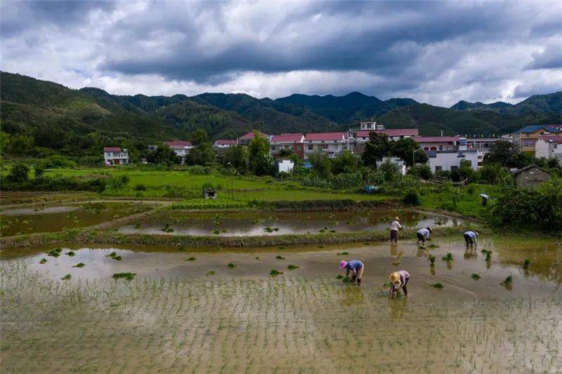 "美翻了,我的村" | 池州市东至县泥溪镇元潘村:美丽田园 幸福乡村
