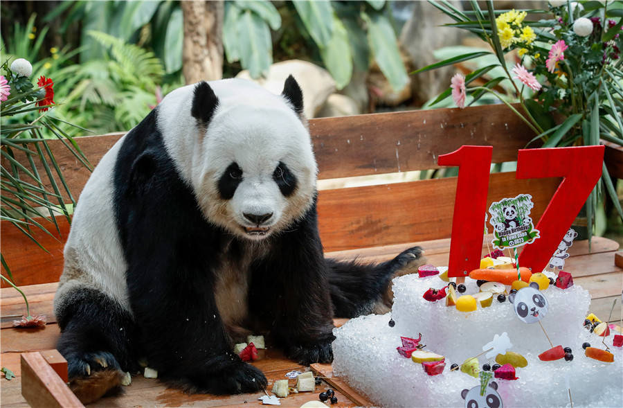 旅马大熊猫"兴兴""靓靓"迎来17岁生日_icphoto_作品_时间