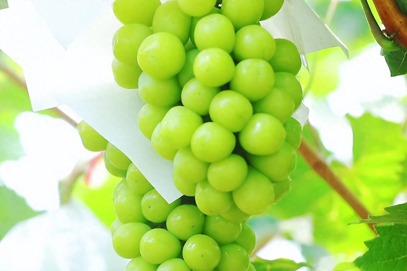 灞桥葡萄,熟了!_白鹿原_果肉_果香