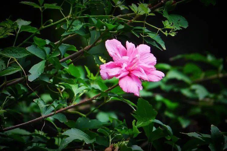 花卉摄影:秋瑾