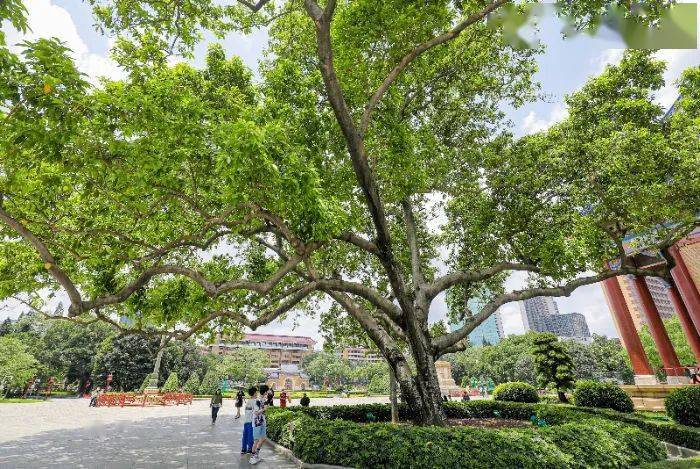 已经120多年,它们既是名木也是古树,同时还是广州市冠幅最大的白兰