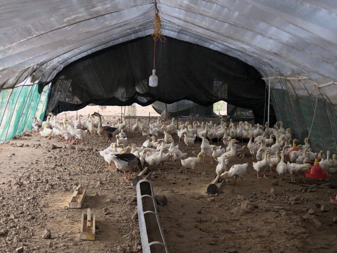 棚内种果 棚下养鹅 崇兴村走循环立体种养结合致富路_温棚_大棚_壮大