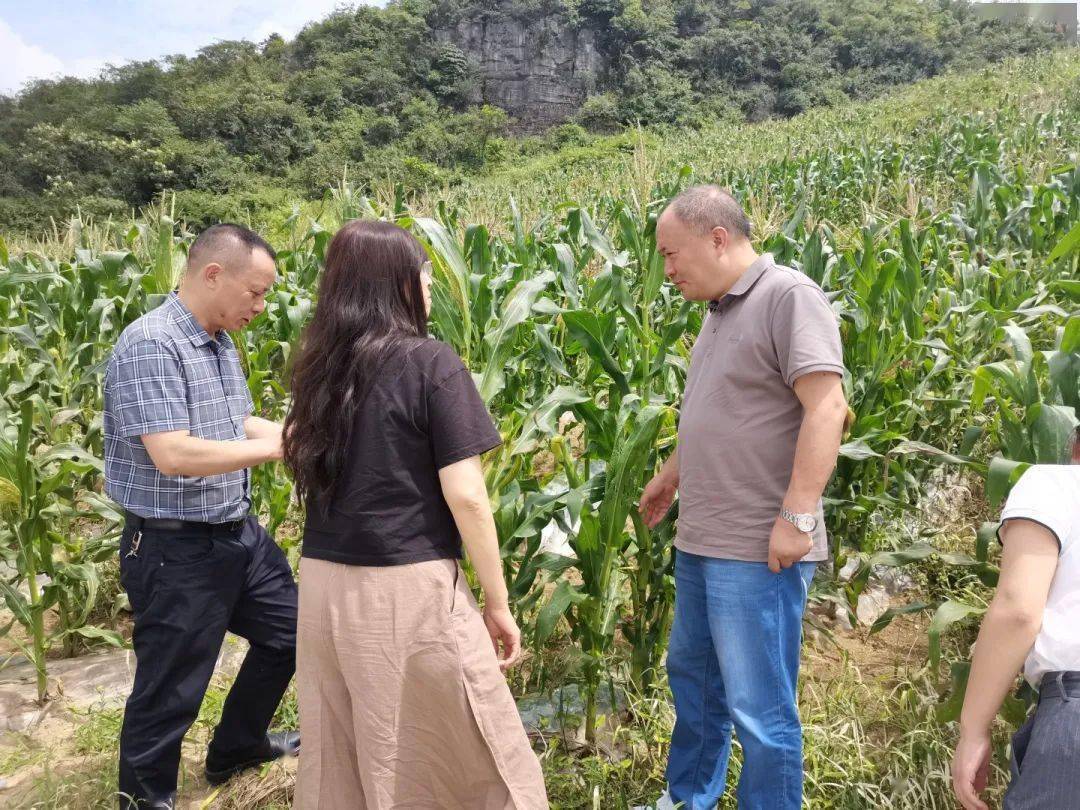 张波带队到桐梓县芭蕉镇调研乡村振兴工作,并走访慰问困难群众_情况