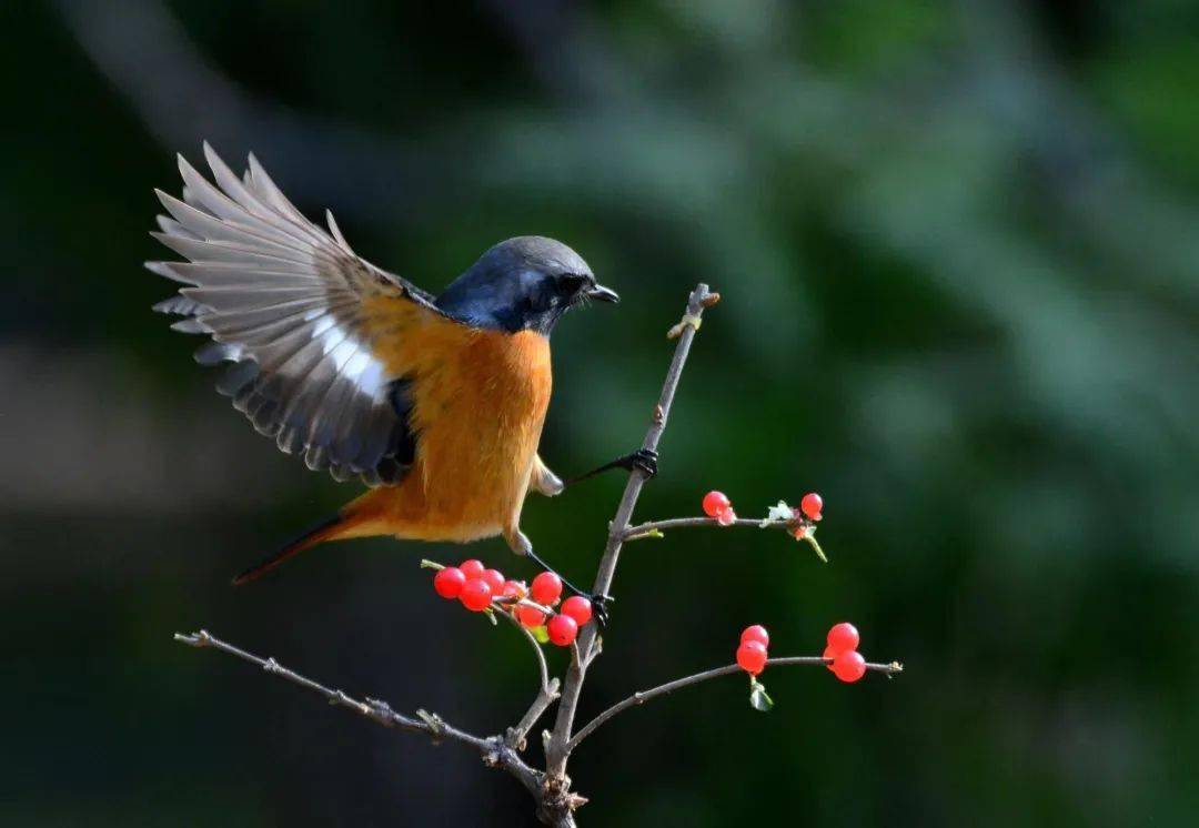【与鸟邂逅(19)】北红尾鸲:大山里的"火燕鸟"_黑色_活动_棕色