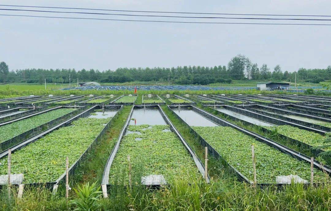 养殖_水蛭_诸葛村