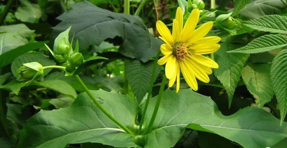 大叶蛋白菊集观赏,食用,药用于一体,可连片种植,生长周期长达15年