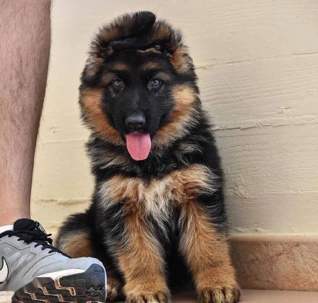 不小心把德牧关在了门外后,这货的举动真的超级乖!_狗狗_宝宝_网友