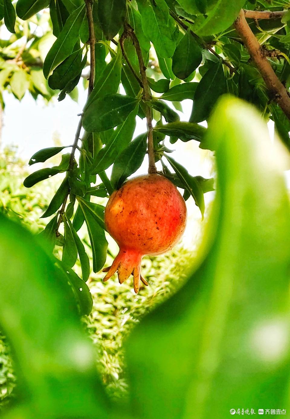 初秋到石榴红_红灯笼_寓意_果实