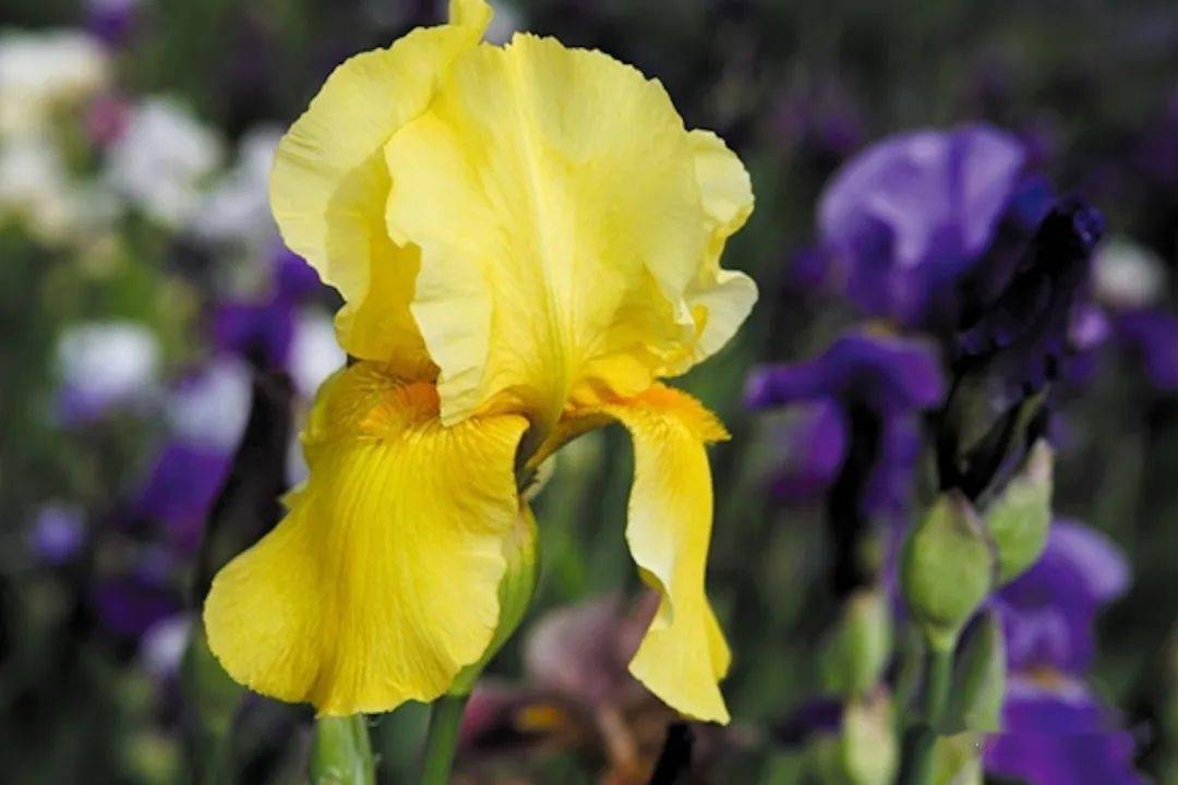 特征,尤其是花垂瓣上是否有髯毛,鸡冠状突起等,分为有髯鸢尾,饰冠鸢尾