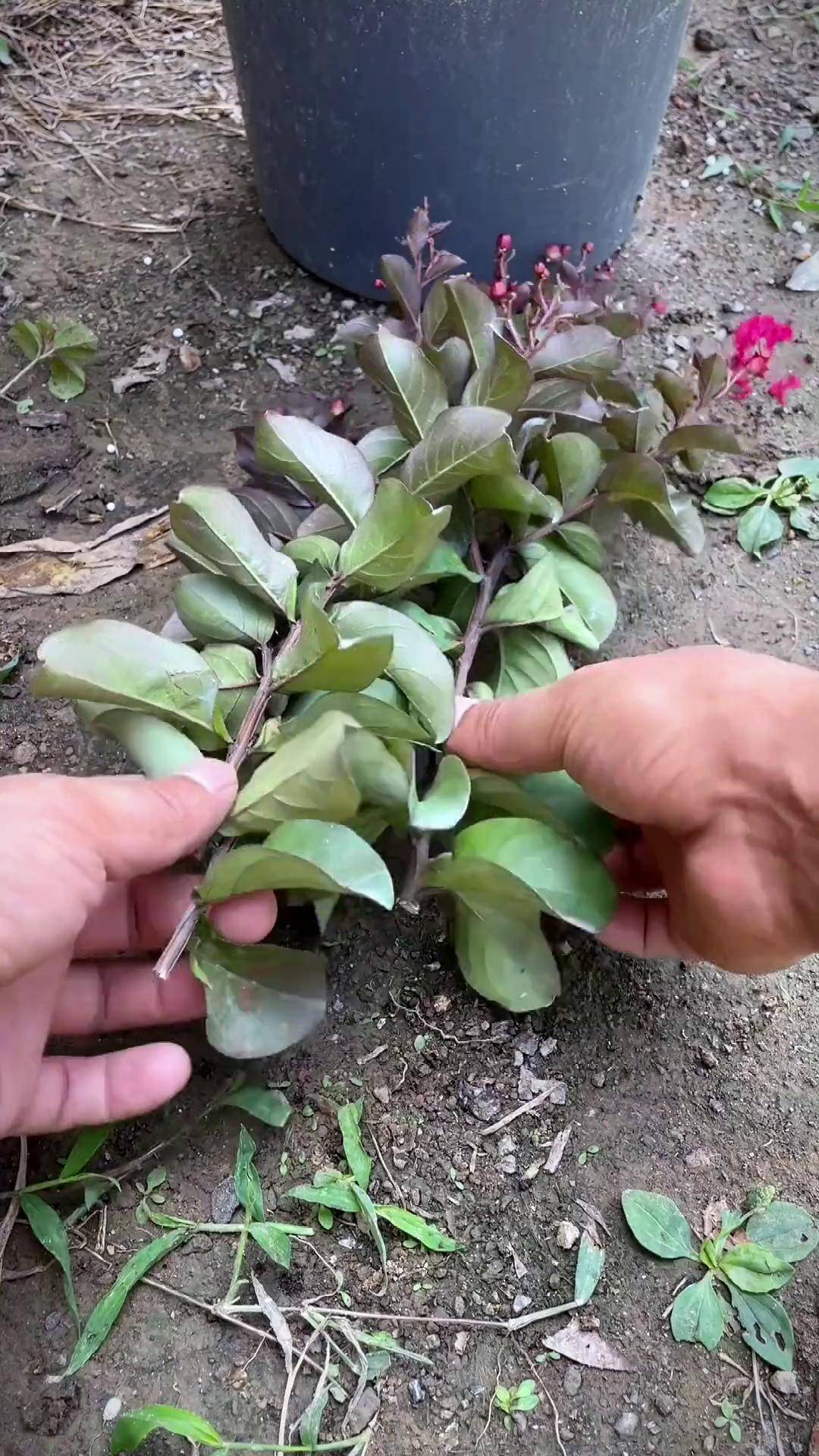 紫薇树扦插繁殖 扦插