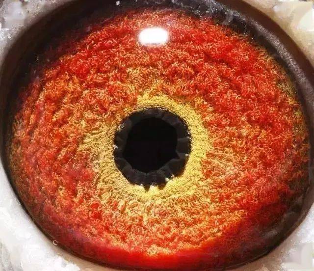 超级种鸽,必有这种鸽眼!_赛鸽_鸽子_眼睛