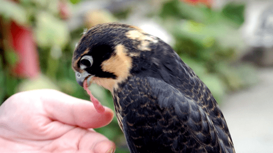 温宿县公安局民警救助国家二级重点保护野生动物燕隼_幼鸟_警务室