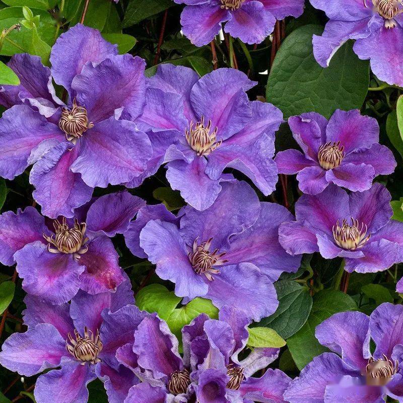 铁线莲国际新品种图鉴!花开如瀑,一眼沦陷～_花瓣_修剪_cm