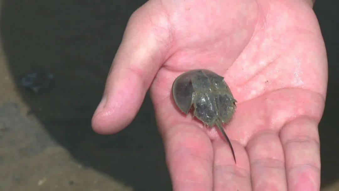 守"鲎",在云霄列屿山前海滩……_中华_栖息地_幼体