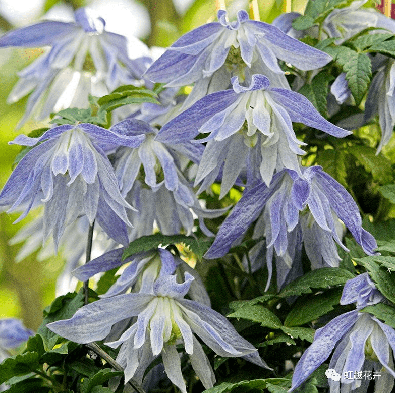 铁线莲国际新品种图鉴!花开如瀑,一眼沦陷～_花瓣_修剪_cm