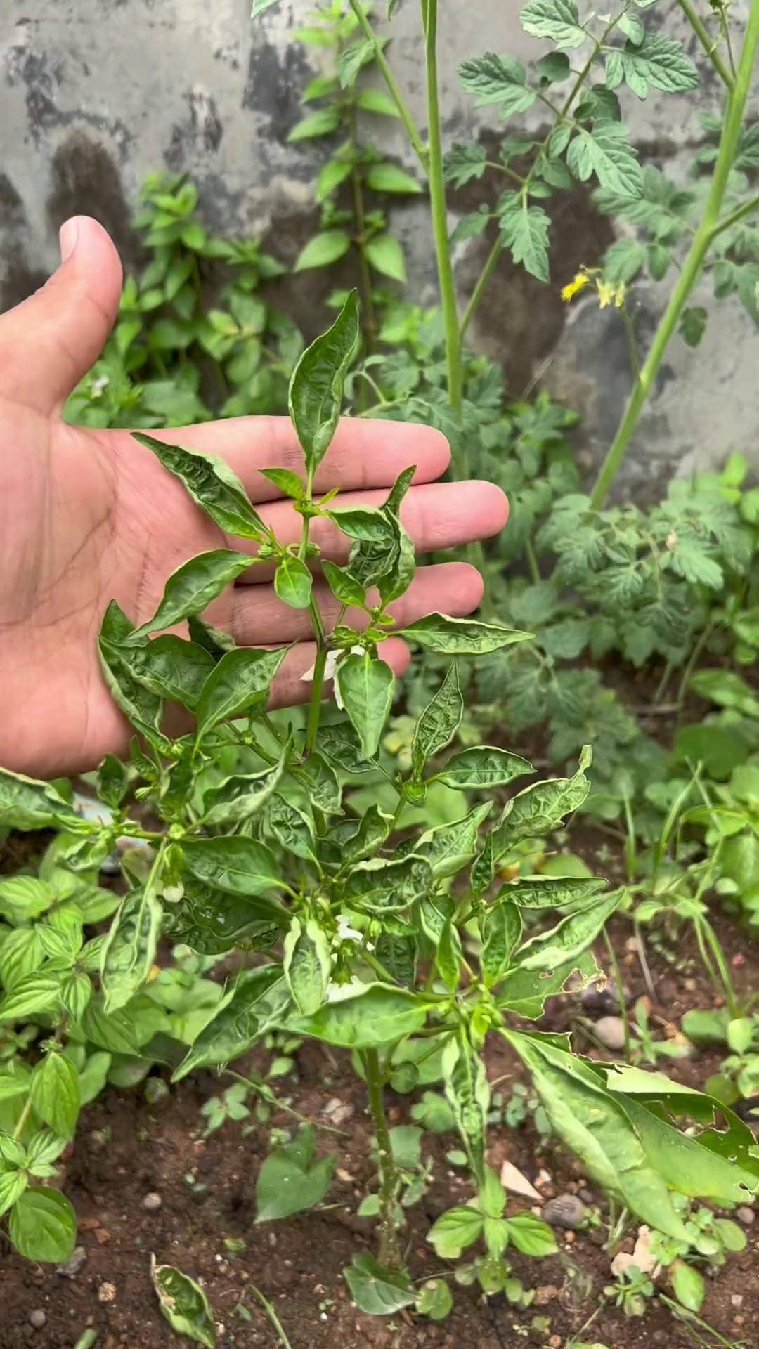 辣椒茶黄螨防治图片