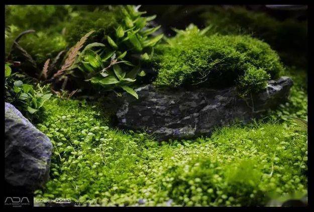ada到底有什么不一样?天野尚草缸,自然水景缔造者!_title_造景_水草