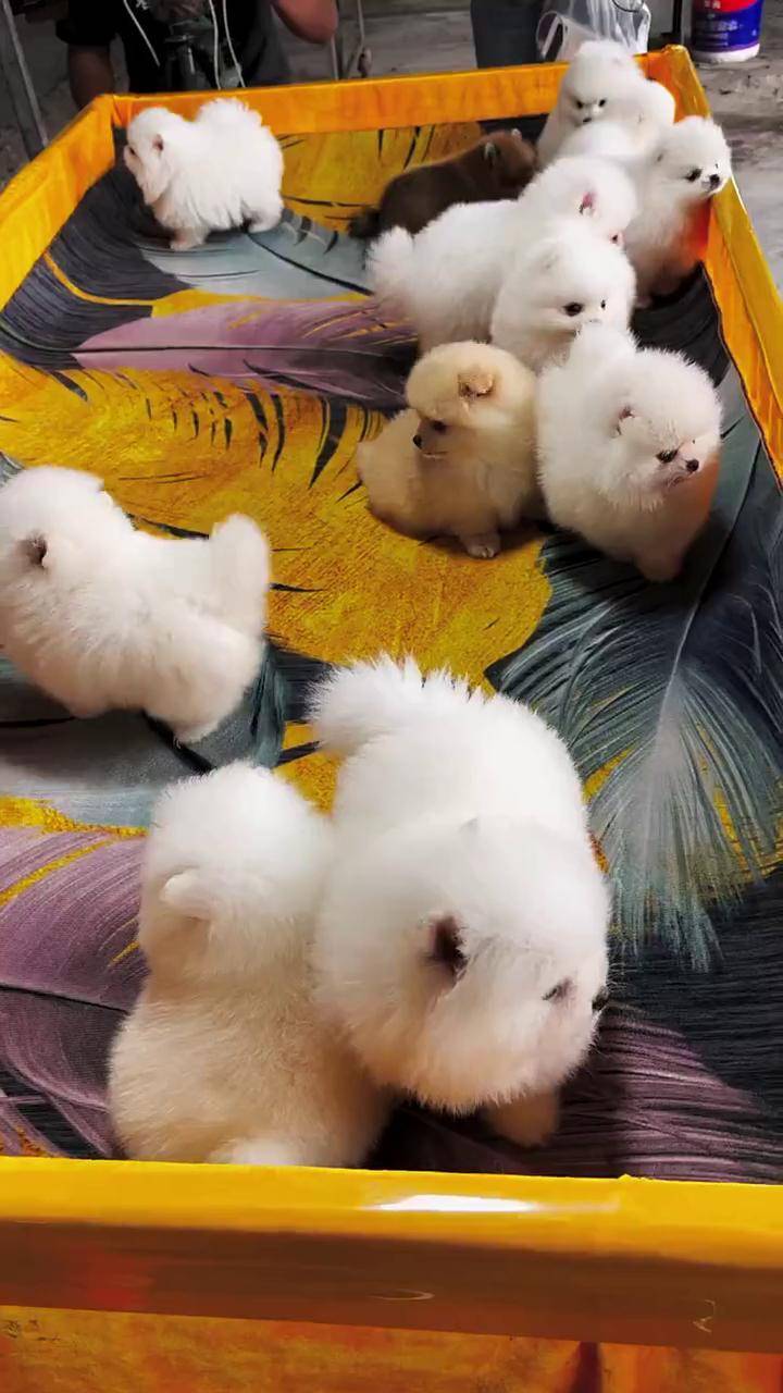 博美小奶狗 博美 小体博美 球体博美 纯种博美幼犬