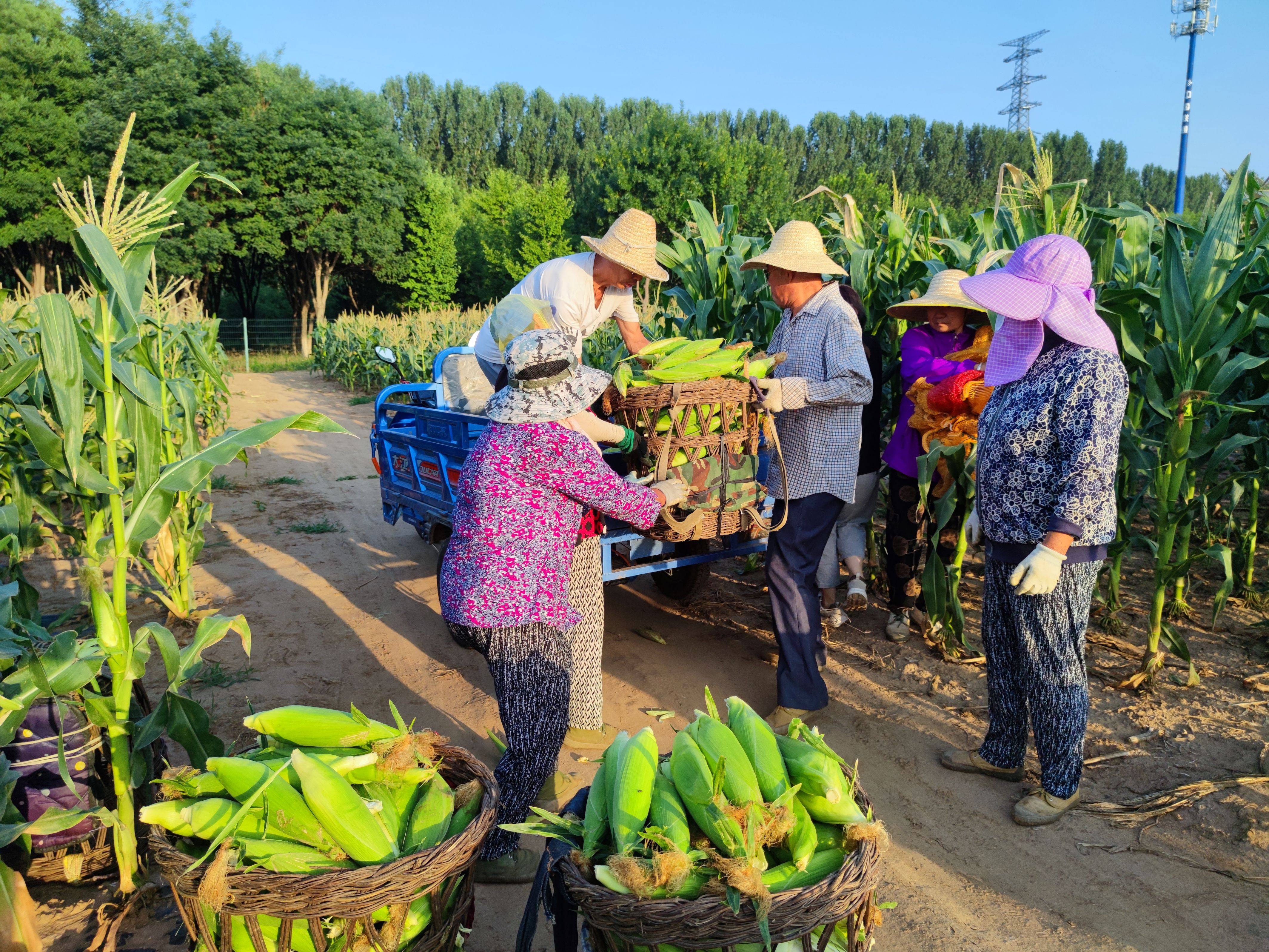 棒台头鲜食玉米棒棒的