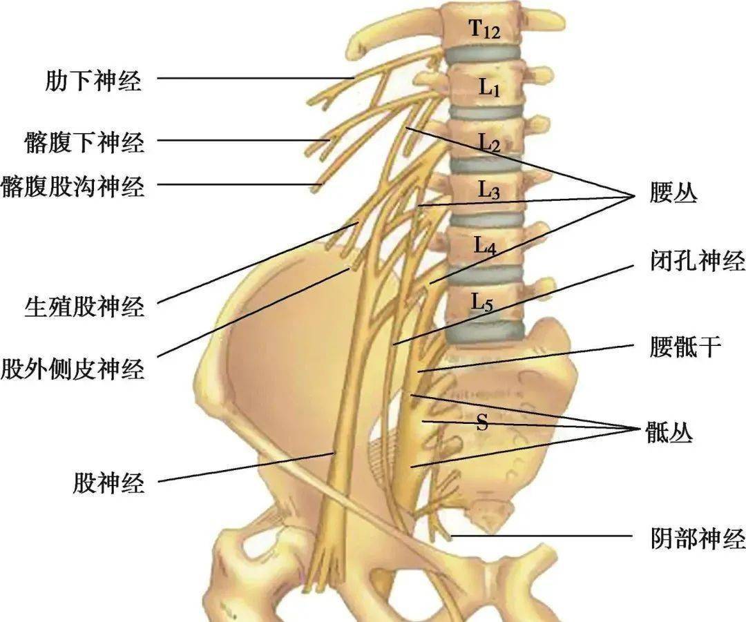 尾骨和臀裂顶点图片