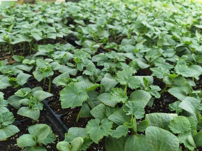 畝產6000斤,村民種植最甜西瓜奔向致富路!_農業_雲夢縣_雲臻