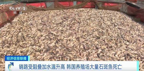 检测出放射性物质！韩国石斑鱼出现大量死亡！日本已排放超3800吨核污染水！