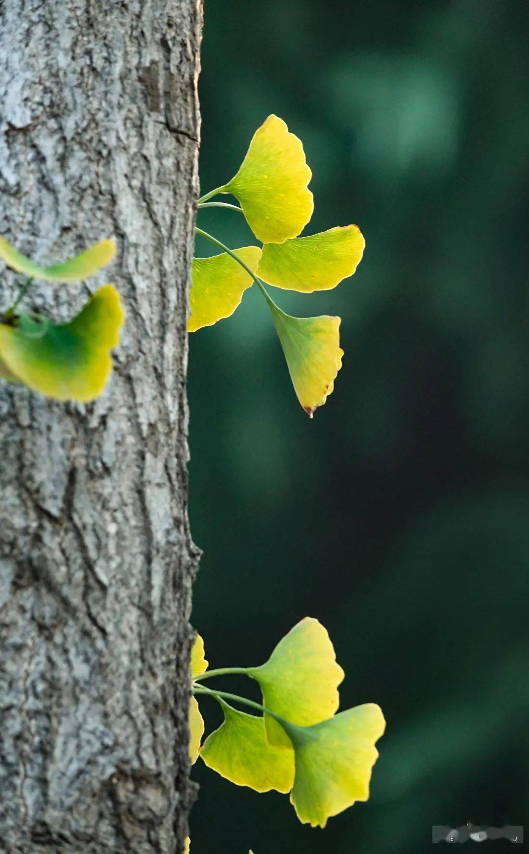 叮!这份郑州初秋美景请查收~_摄影_公园_夏天