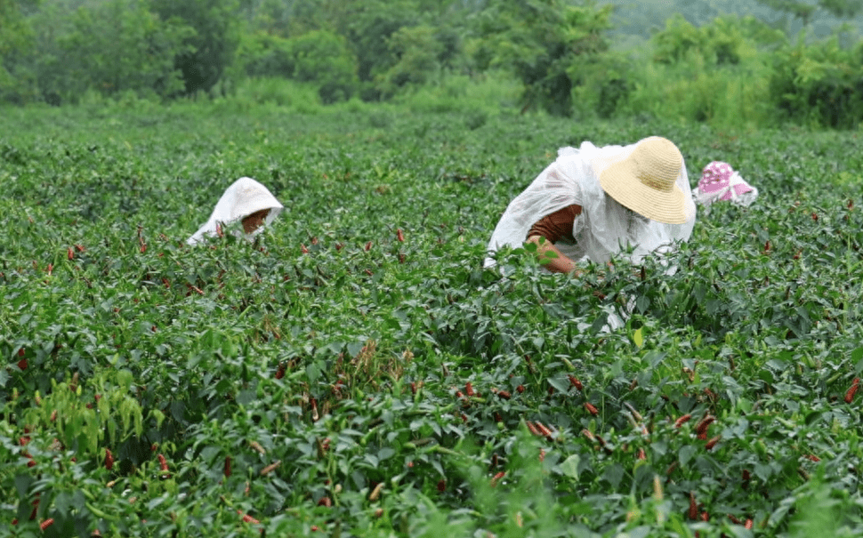 临澧县丰登村的指天椒丰收啦!_辣椒_种植_产业