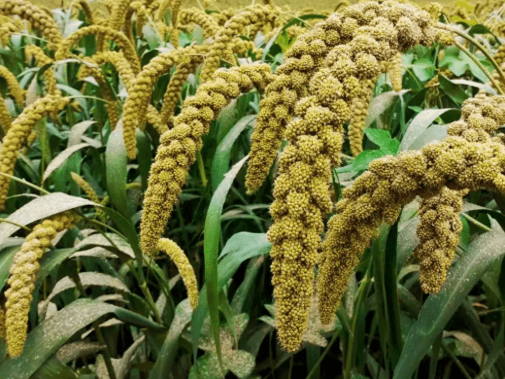 镇平彭营现代示范园区谷穗弯弯迎丰收_镇平县_灌溉_收获机