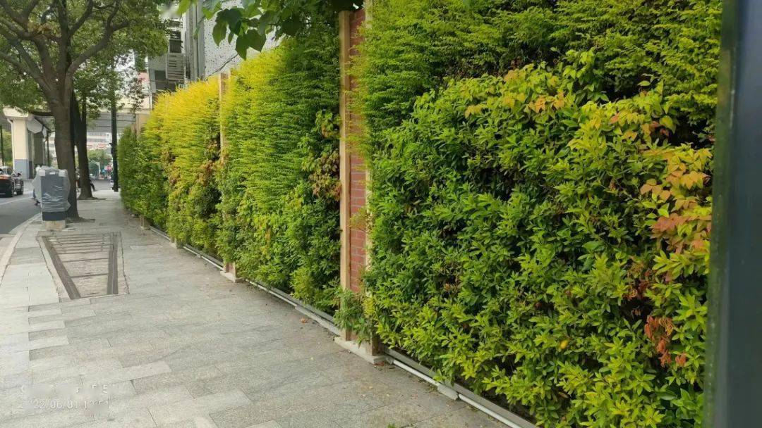 该处新建垂直绿墙220平方米,通过垂直绿化建设柔化建