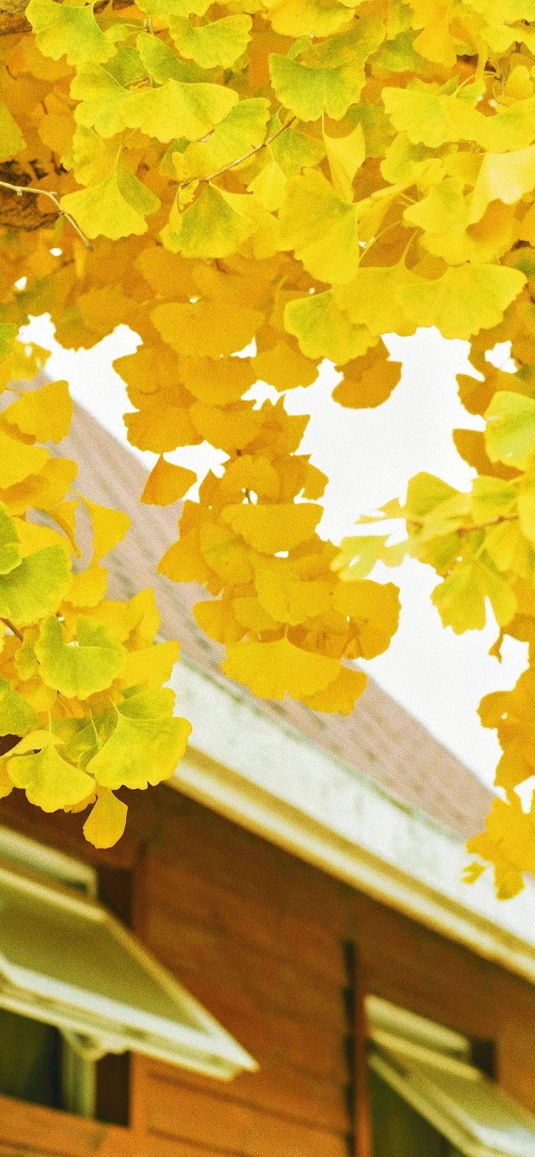 罗兰| 秋颂_生活_季节_枫树