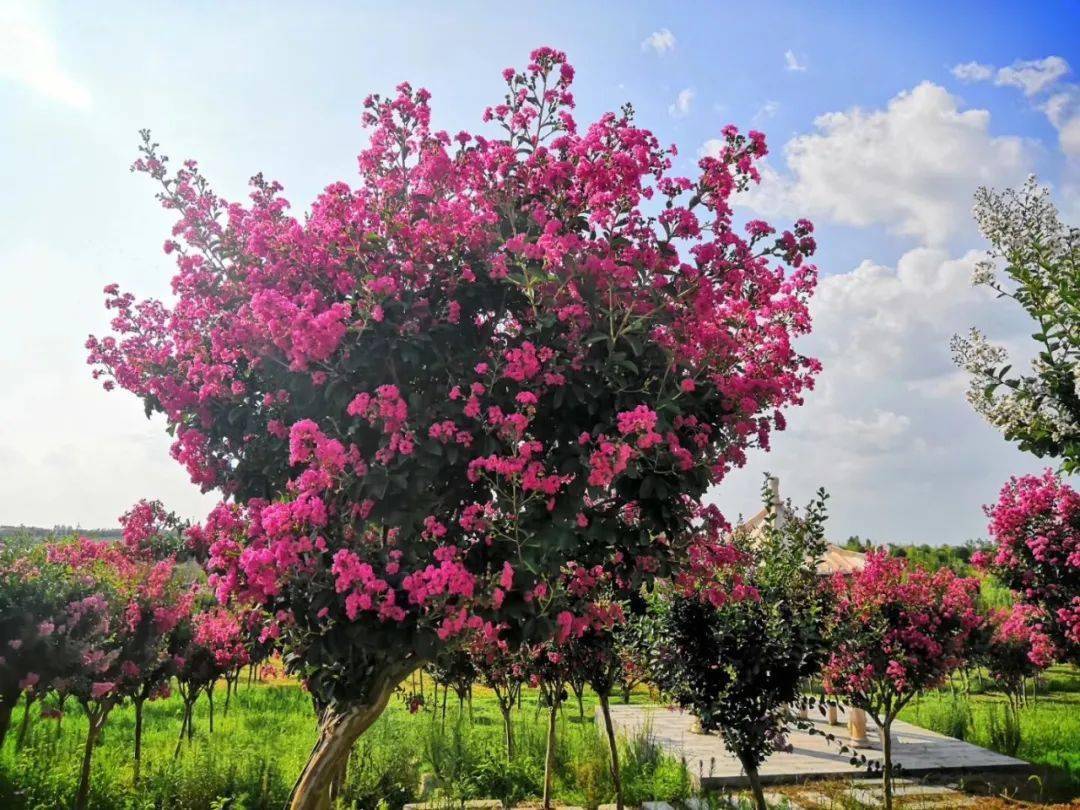 来盐田河,这里有打开秋天的n种方式→_荷花_紫薇_麻城市
